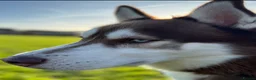 Siberian Husky dogs for sale: Beautiful pedigree Siberian husky puppies  in Basingstoke - Advert 8