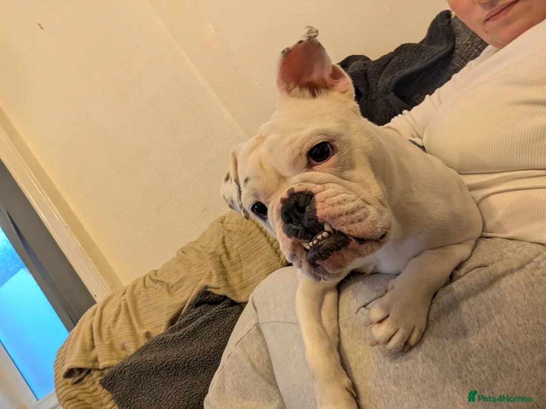 Mixed Breed dogs for sale: French x English bulldog  - Advert 2
