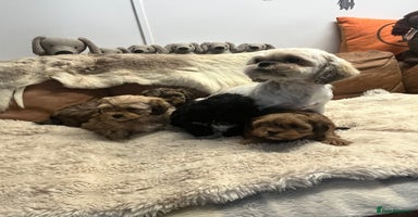 Shihpoo dogs - Advert 5