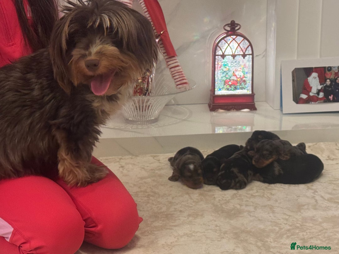 Yorkshire Terrier dogs for sale: Yorkshire terrier puppies  - Advert 14