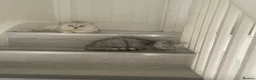 British Shorthair cats for sale: Silver Tipped British Shorthair Kittens - Advert 2