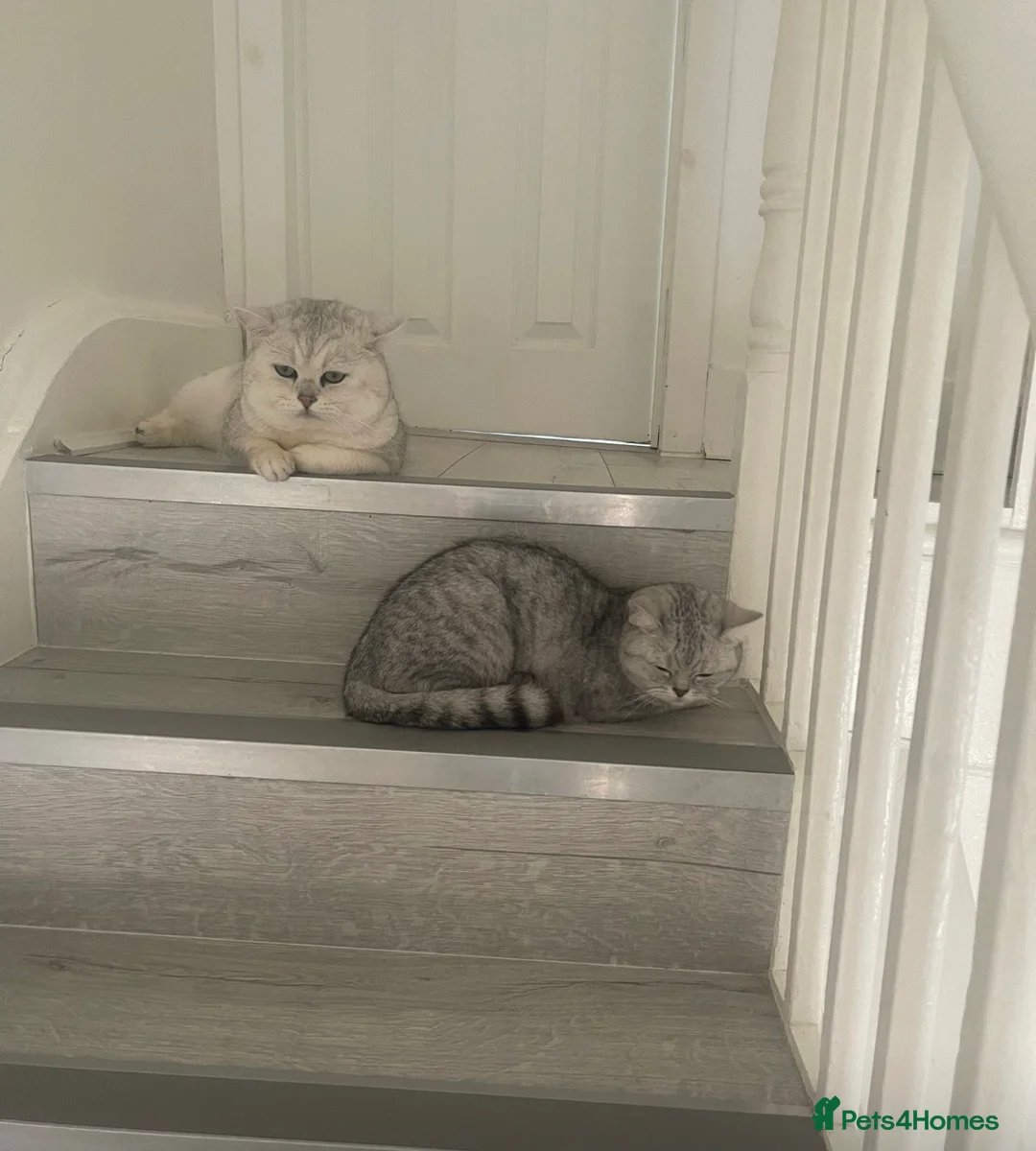 British Shorthair cats for sale: Silver Tipped British Shorthair Kittens - Advert 2
