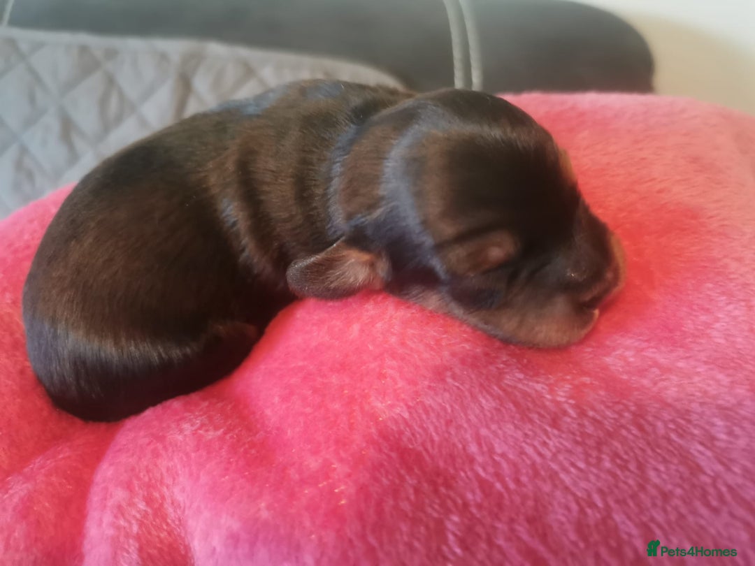 Mixed Breed dogs for sale: Beautiful Zuchon Doxies - Advert 6