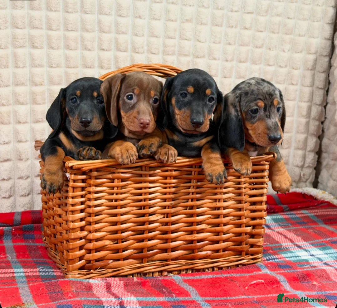 Miniature Dachshund dogs for sale: STUNNING KC MINI DACHSHUND PUPPIES READY NOW  - Advert 2