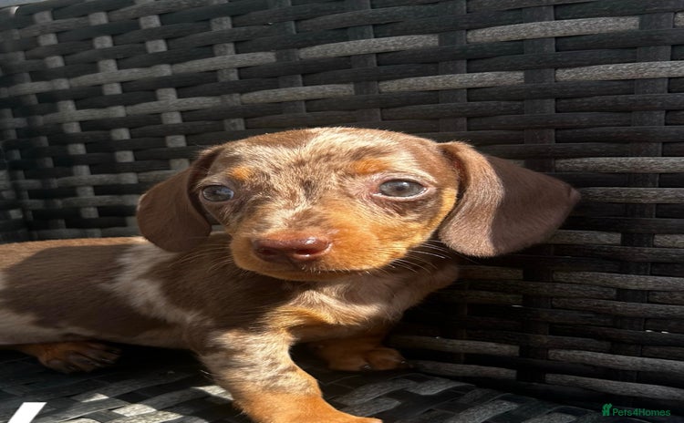 Miniature Dachshund dogs - Advert 12
