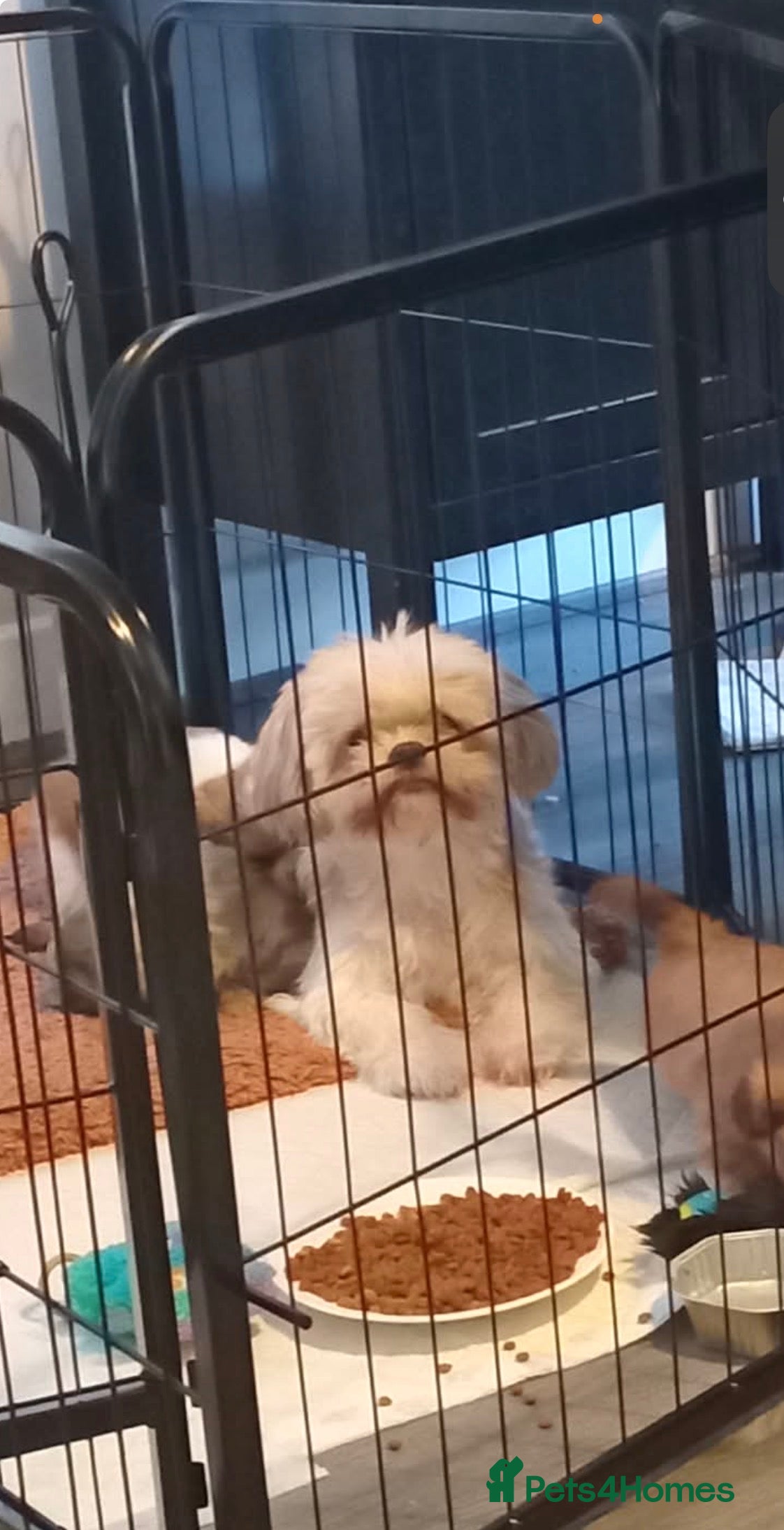 Shih Tzu dogs Shih Tzu puppies  - Advert 3