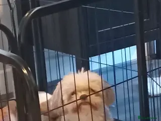 Shih Tzu dogs Shih Tzu puppies - Advert 3