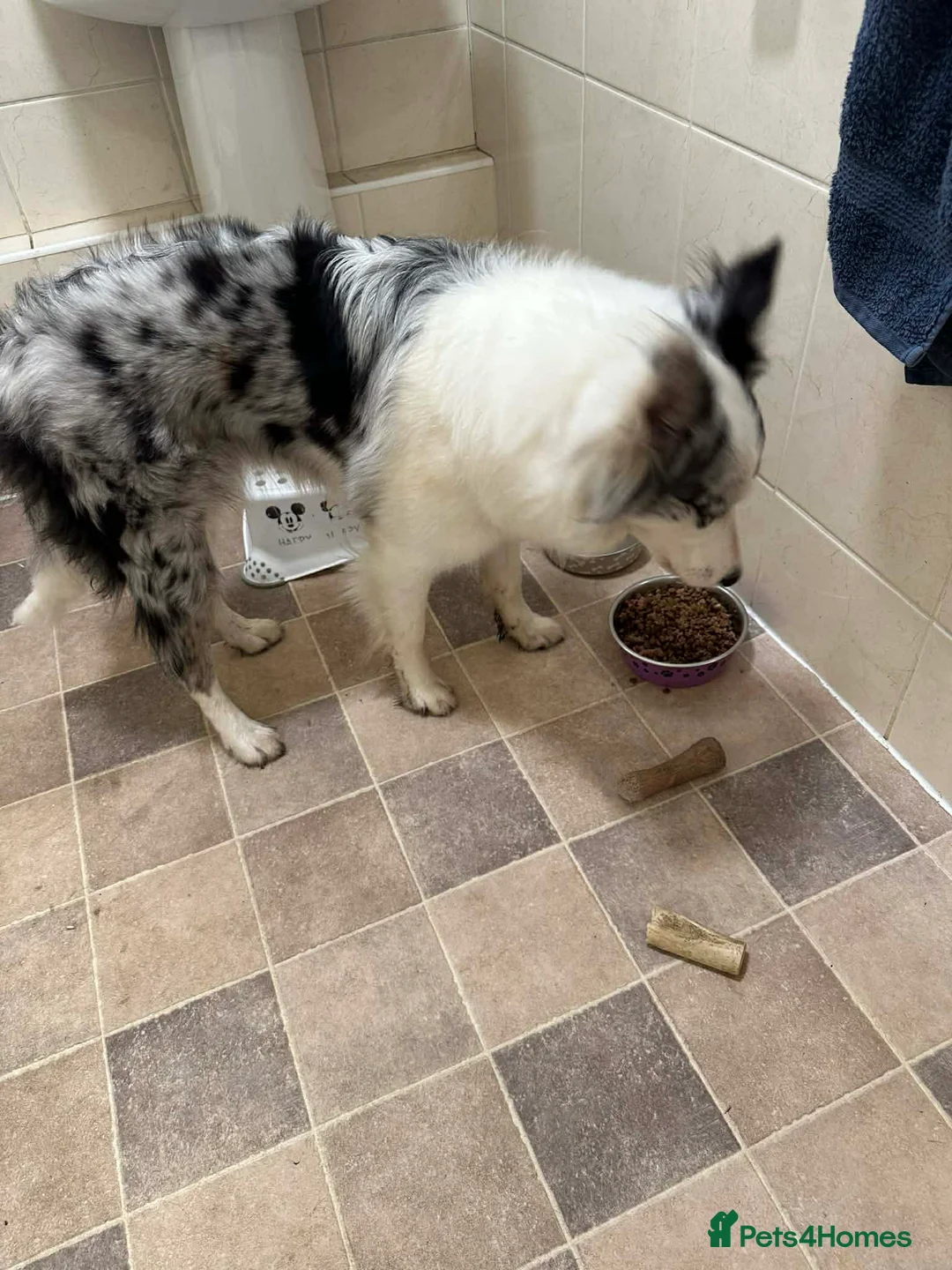 Border Collie dogs for sale: Luna, is looking for a new home ❤️ - Advert 2