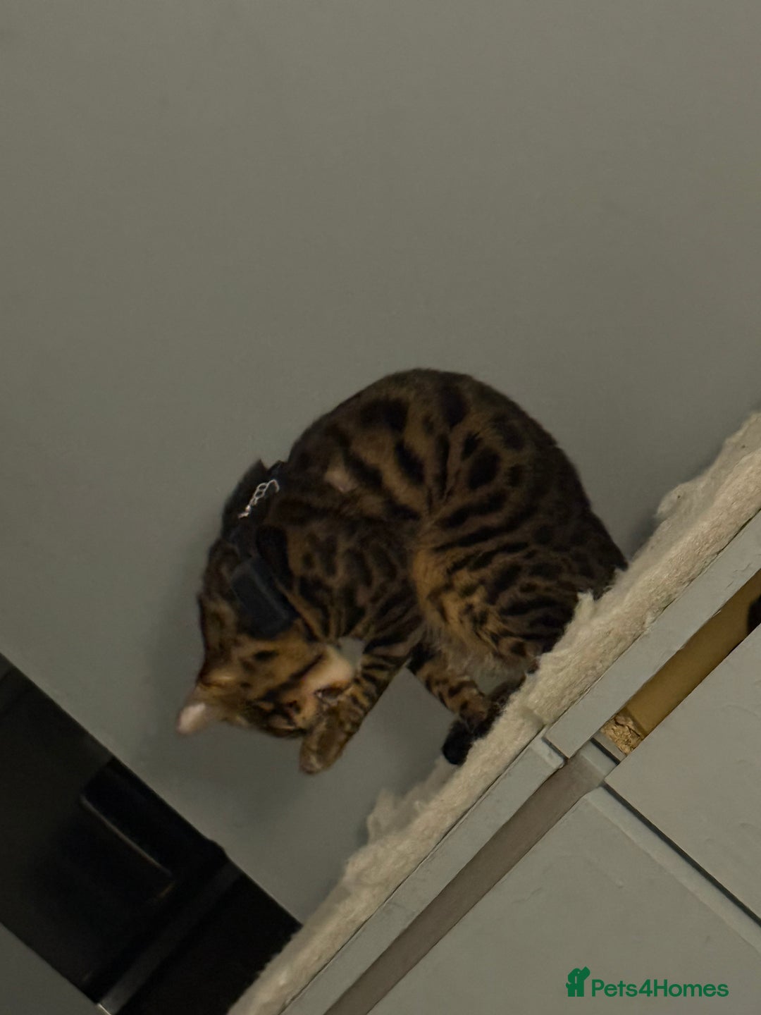 Bengal cats for stud: Stunning Bengal for stud - Advert 6