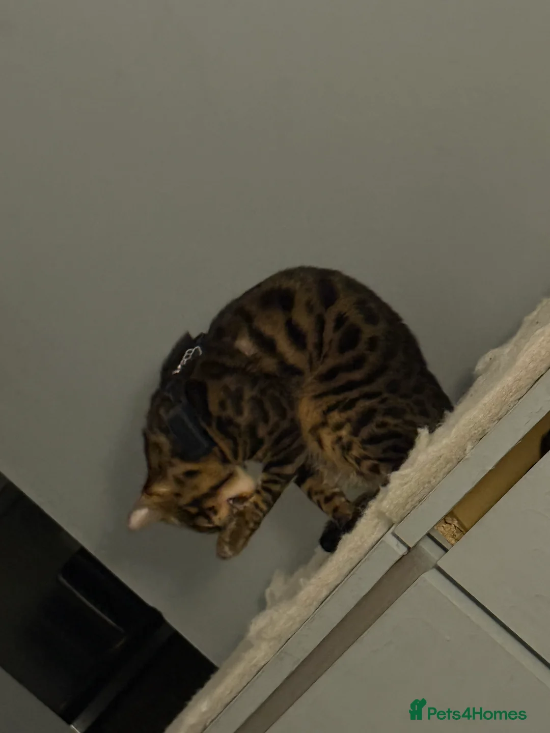 Bengal cats for stud: Stunning Bengal for stud - Advert 6