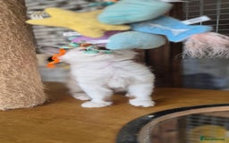 Munchkin cats for sale: Purebred TICA reg. Munchkin kittens ready to go  - Image 15