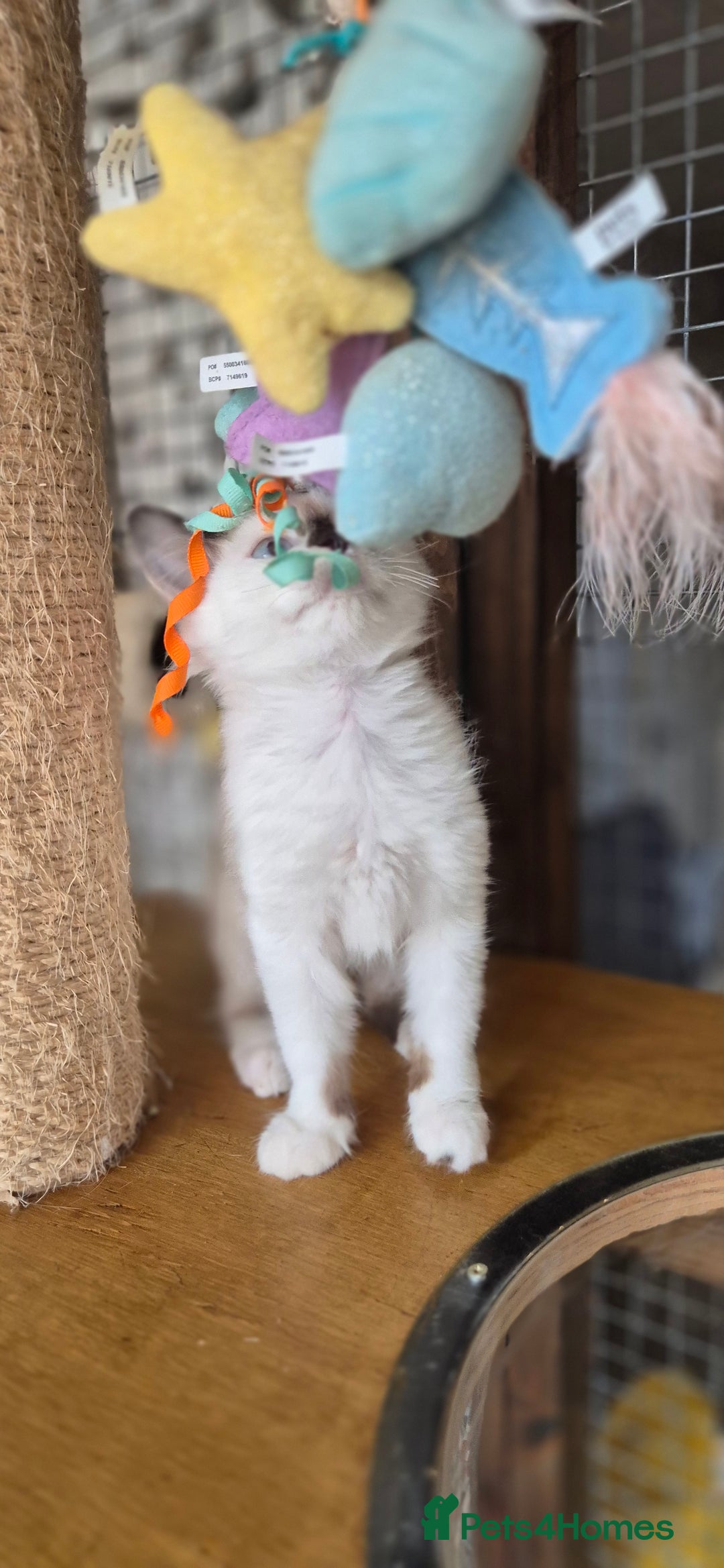 Munchkin cats for sale: Purebred TICA reg. Munchkin kittens ready to go  - Image 15