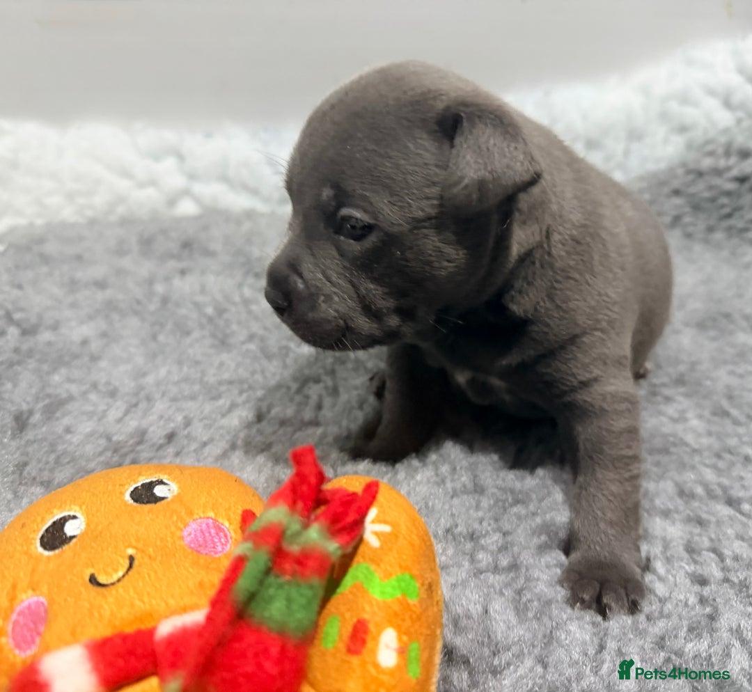 Staffordshire Bull Terrier dogs for sale: Staffordshire bull Terrier CHAMPION BLOODLINE  - Image 9
