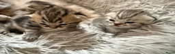 Exotic cats for sale: Exotic Shorthair Cross Kittens - Advert 4