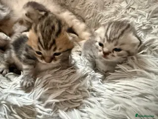 Exotic cats Exotic Shorthair Cross Kittens - Advert 2