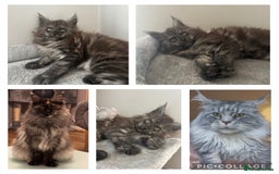 Maine Coon cats for sale: *READY NOW* STUNNING TICA ACTIVE FEMALE KITTEN  - Image 4