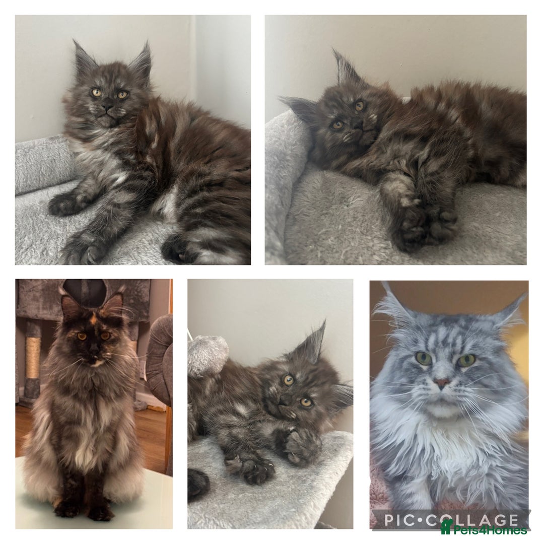 Maine Coon cats for sale: *READY NOW* STUNNING TICA ACTIVE FEMALE KITTEN  - Image 4