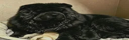 Chow Chow dogs for sale: Black male chow chow puppy Rufus. KC registered - Advert 7