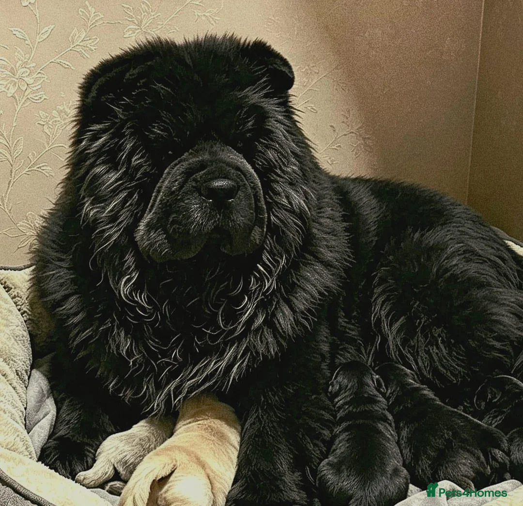 Chow Chow dogs for sale: Black male chow chow puppy Rufus. KC registered - Advert 7