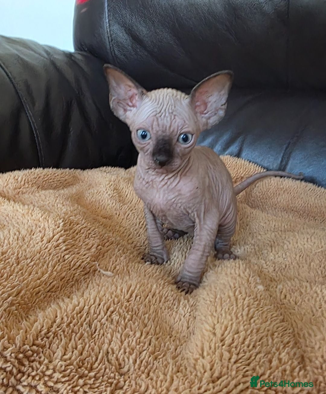 Sphynx cats ⭐ LAST BOY AVAILABLE! TICA Registered Sphynx Boy - Advert 11