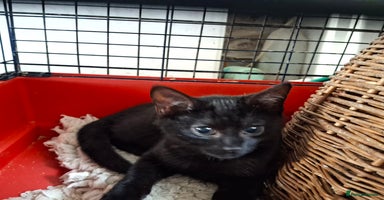 Mixed Breed cats - Advert 4