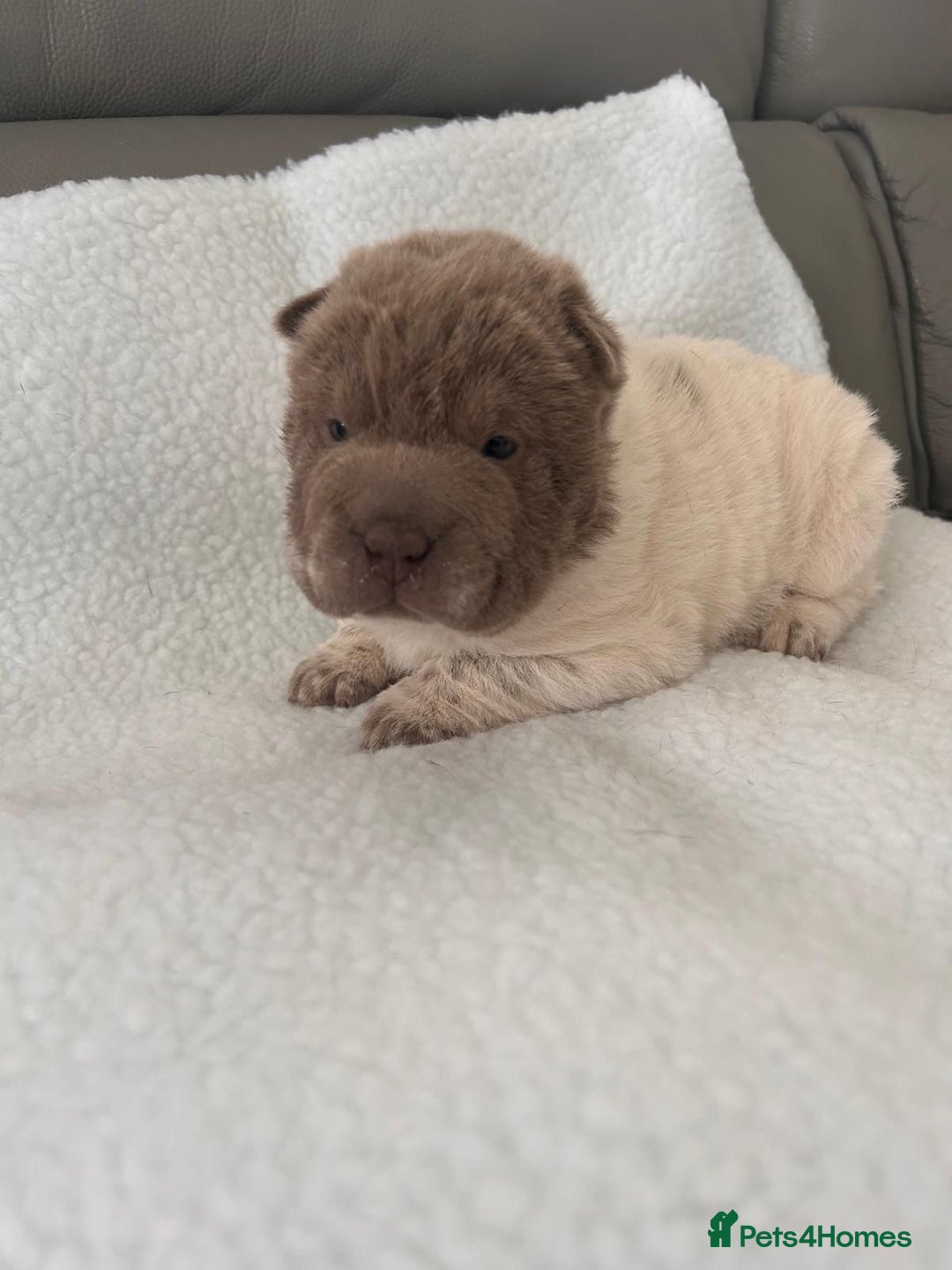 Shar Pei dogs for sale: Shar pei for sale  - Advert 5