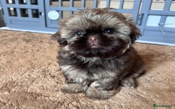 Shih Tzu dogs for sale: Stunning KC chocolate imperial Shihtzu puppies - Image 7