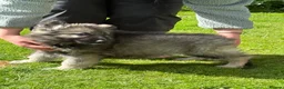 German Shepherd dogs for sale:  Reduced Stunning kcreg long coat GSD pups  - Advert 8