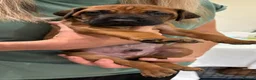 Rhodesian Ridgeback dogs for sale: KC reg/Family pet/Now accepting viewings  - Advert 12