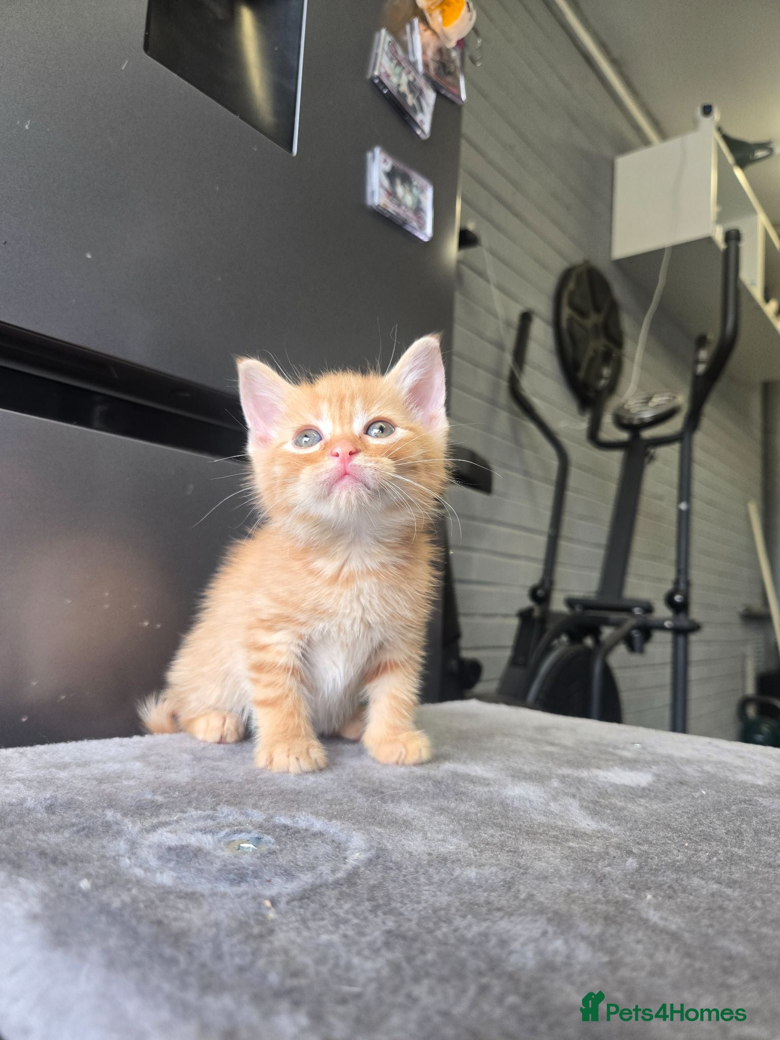 Mixed Breed cats Beautiful mixed breed kittens  - Advert 2