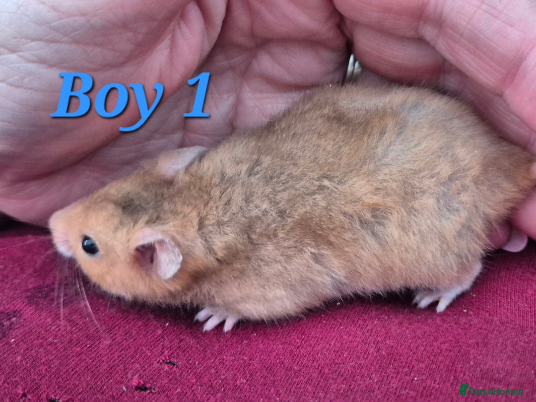 Hamster rodents for sale: Hamsters available - Image 8