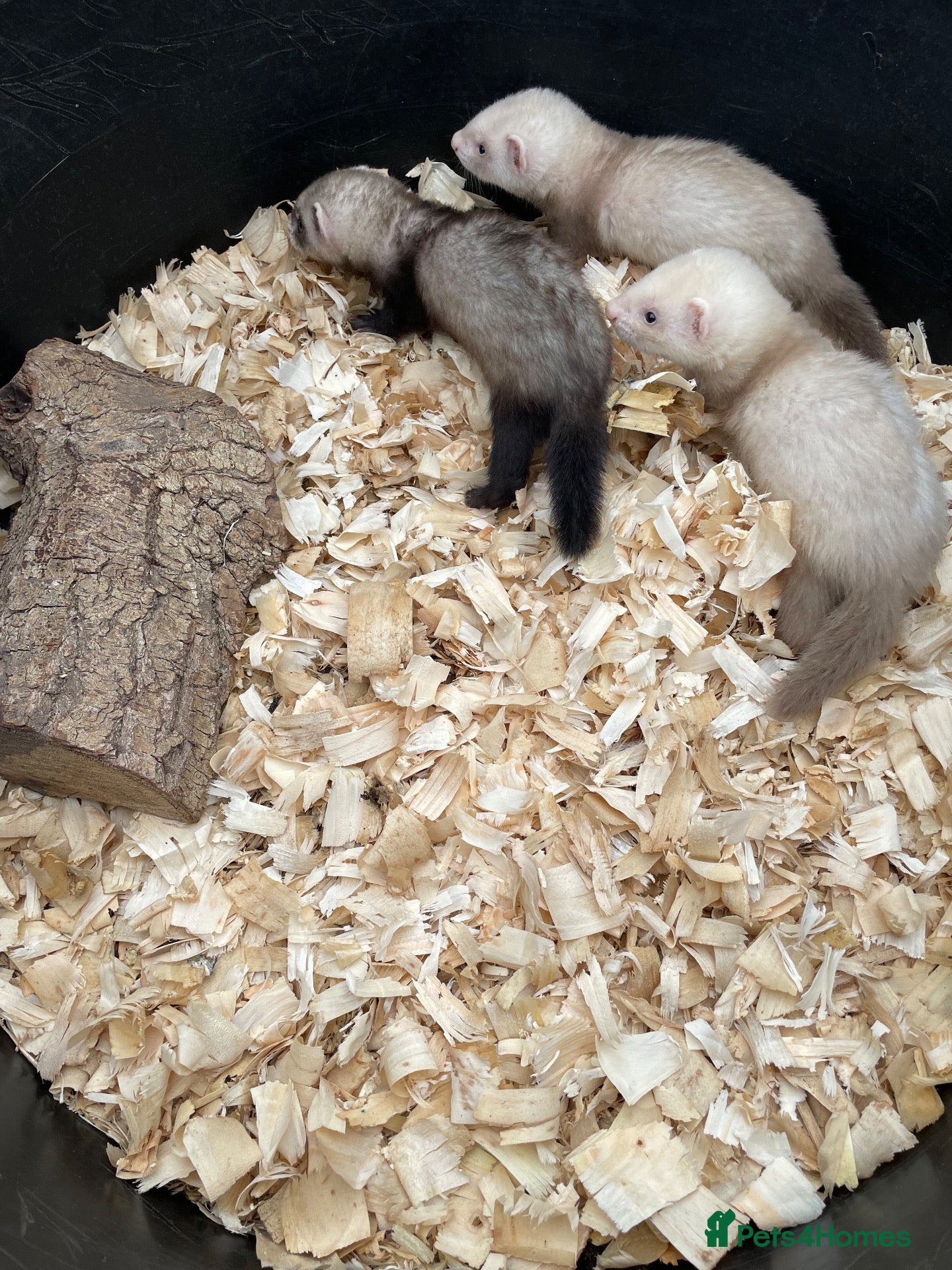 Ferret rodents 2 standard working male ferret’s for sale  - Advert 2