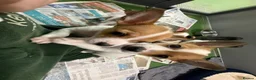 Jack Russell dogs for sale: Jack Russel pups in Congleton - Advert 8