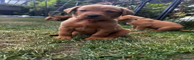 Labrador Retriever 1