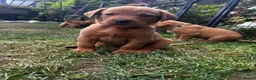 Labrador Retriever dogs for sale: Fox Red Labrador Puppies 🐾 - Advert 2