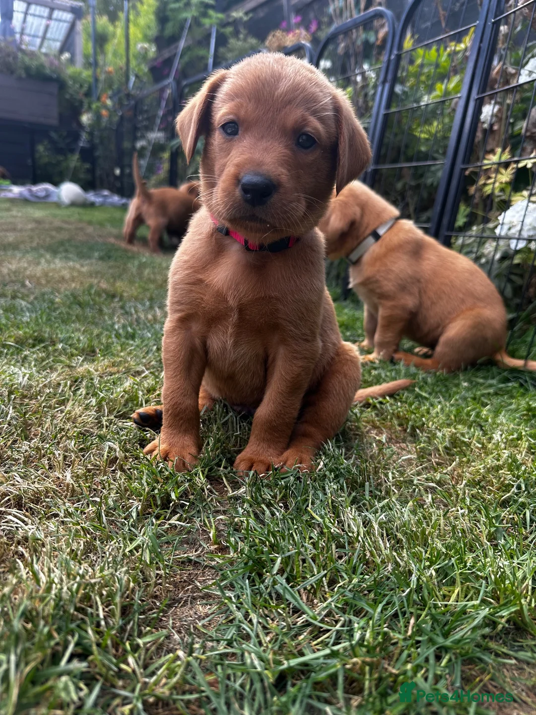 Labrador Retriever dogs for sale: Fox Red Labrador Puppies 🐾 - Advert 2