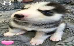 Siberian Husky dogs for sale: Siberian Husky Puppies - Image 16