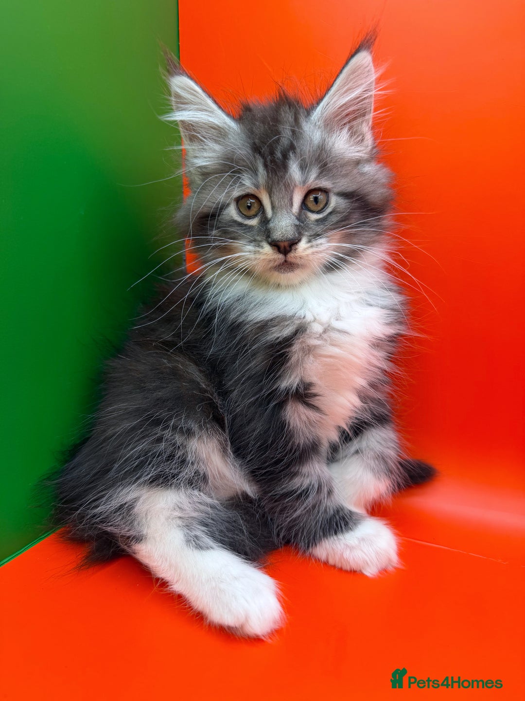 Maine Coon cats for sale: Maine Coons with Tests, Papers, Vet Checks & Vacc. - Advert 19