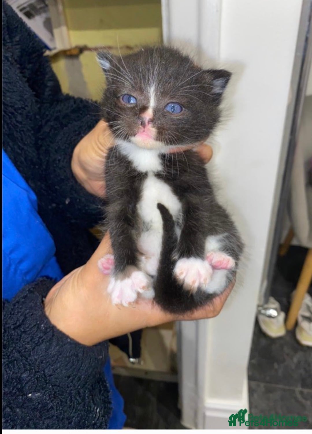 Ragdoll cats for sale: Ragdoll mixed breed kittens  - Advert 1