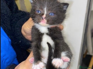 Ragdoll cats Ragdoll mixed breed kittens - Advert 1