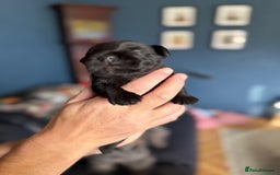 Miniature Schnauzer dogs for sale: Stunning pure black miniature schnauzer puppy - Image 6