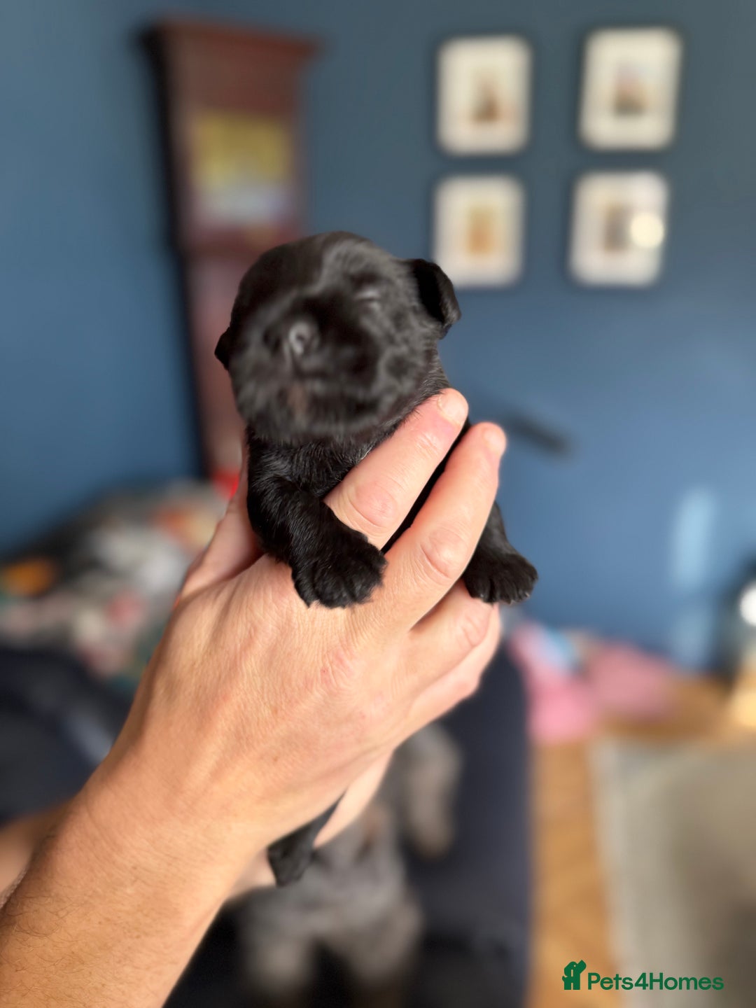 Miniature Schnauzer dogs for sale: Stunning pure black miniature schnauzer puppy - Image 6