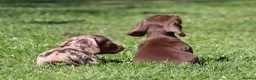 Miniature Dachshund dogs for sale: Ready now! Miniature dachshund puppies  - Advert 3