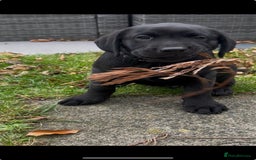 Labrador Retriever dogs for sale: Field trail champion winning line Labradors  - Advert 9