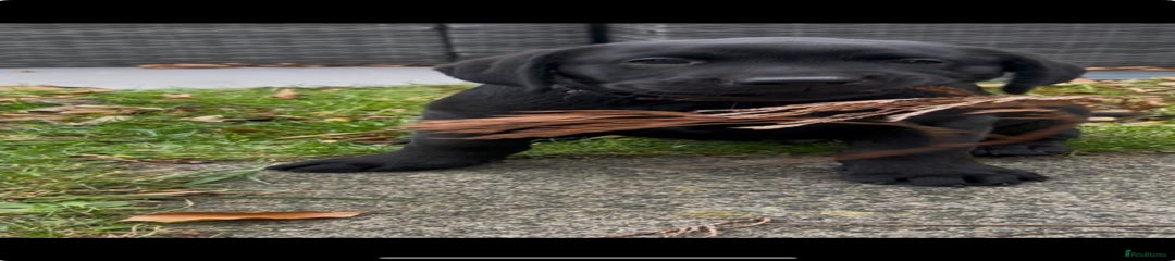 Labrador Retriever Puppy 2