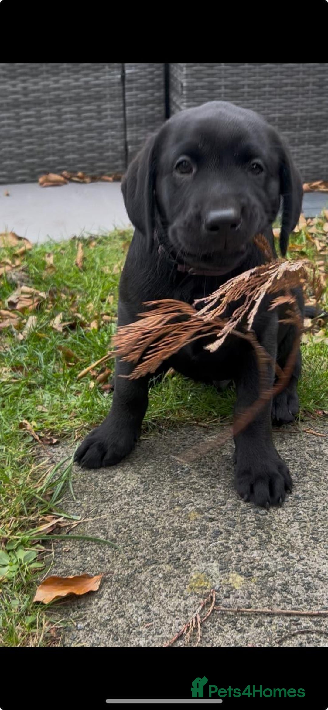 Labrador Retriever dogs for sale: Field trail champion winning line Labradors  - Advert 9