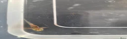Axolotl reptiles for sale: Axolotl babies - Advert 3