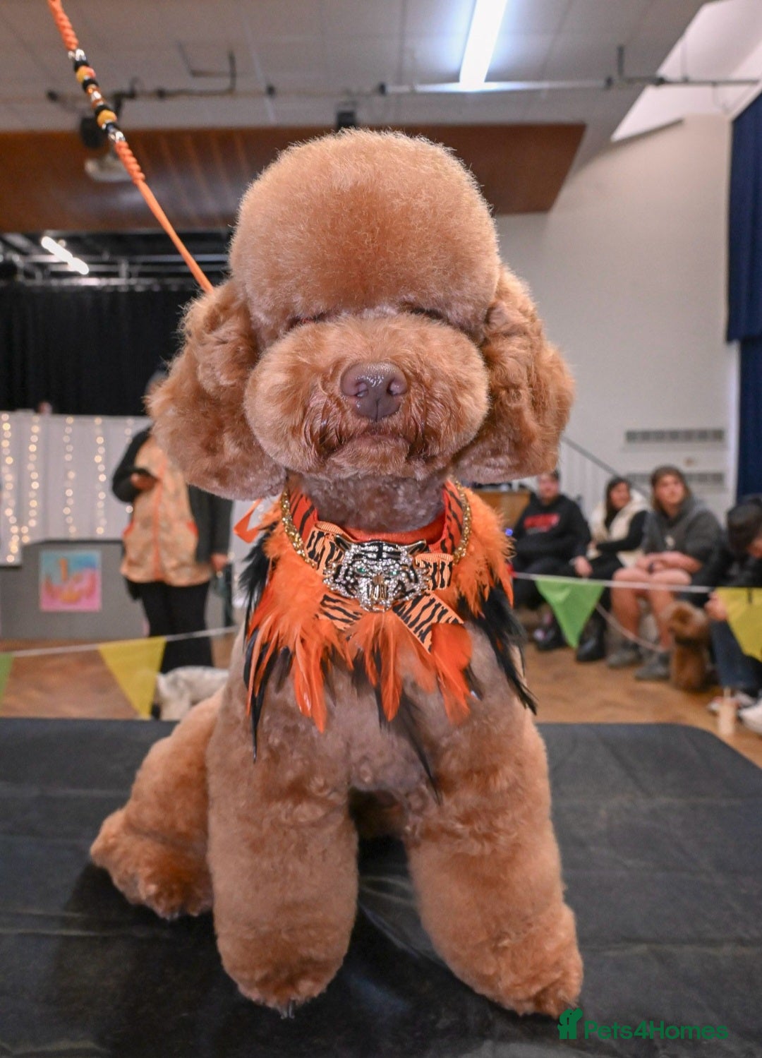 Poochon dogs for stud: Proven Red Poochon for stud in Waterlooville - Image 2