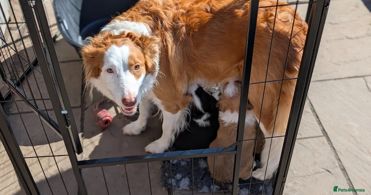 Seal Border Collie boy for sale in Retford | Pets4Homes