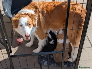 Border Collie dogs Seal Border Collie boy - Advert 11